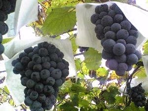 300px-Muscat_grapes