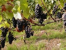 220px-Rote_Weintrauben_in_Franken