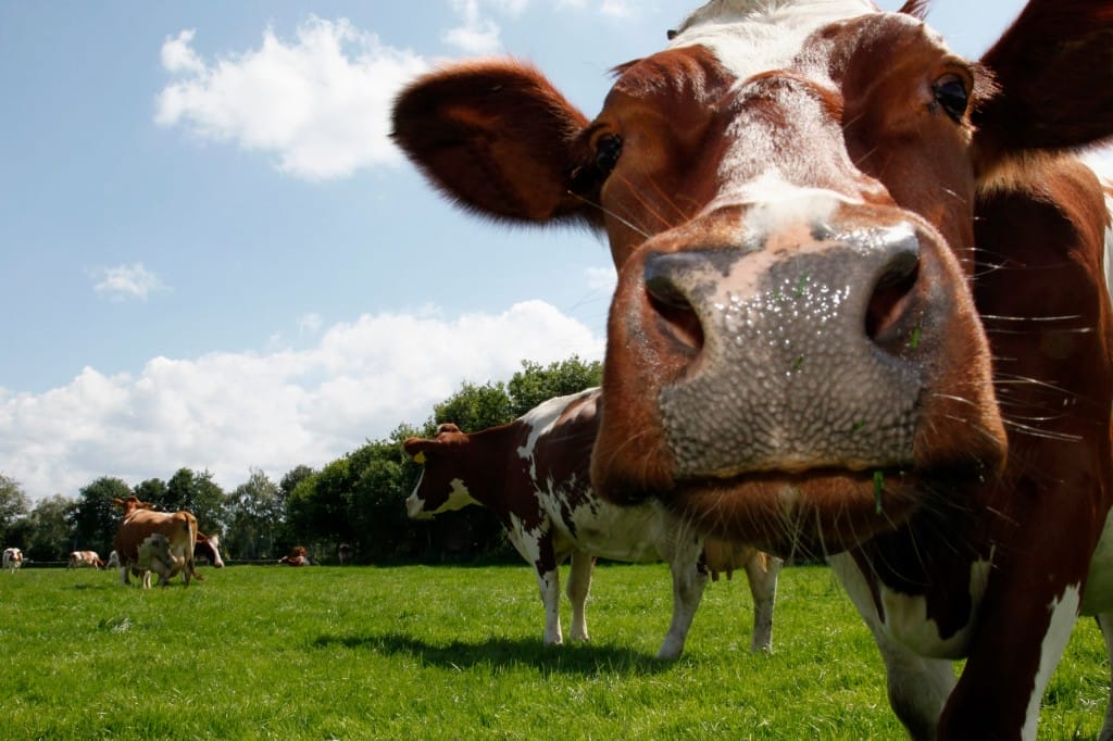 Dutch cow