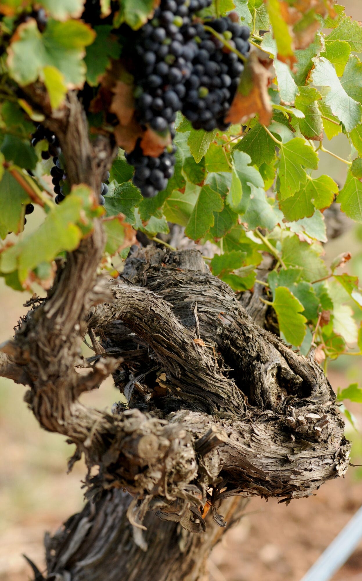 Foto: Château Tahbilk