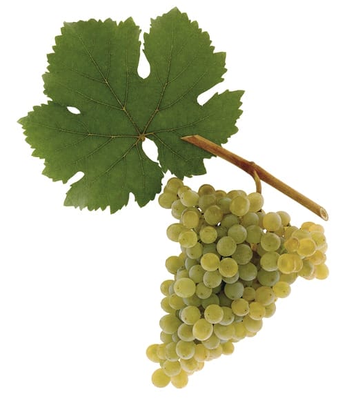 Gruener-Veltliner-grape