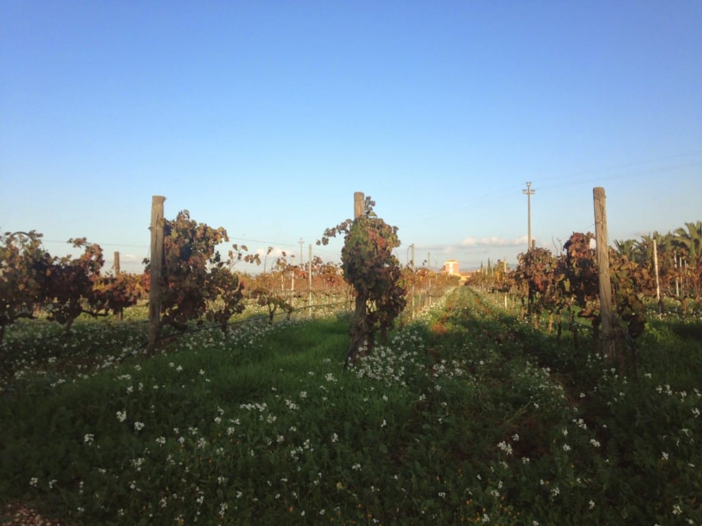 Vinmark, secillia