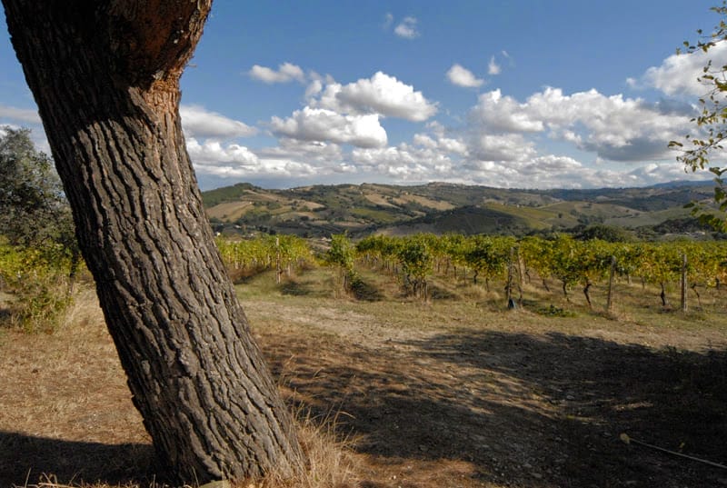 Montepulciano-marken2