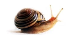 snegle