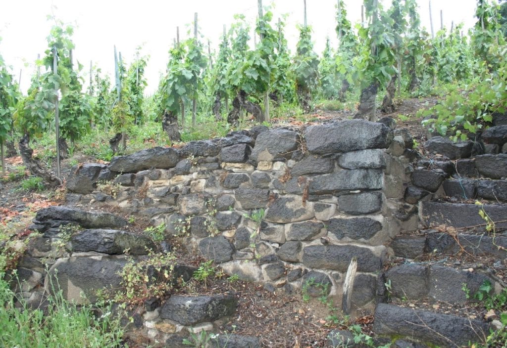 old vineyard2
