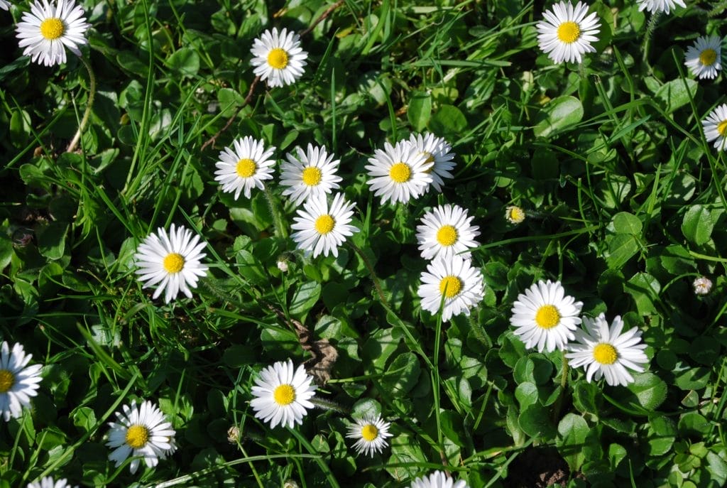 blomster