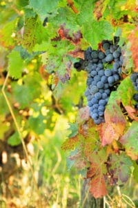 30698366 - harvesting grapes black grapes and colorful leaves 