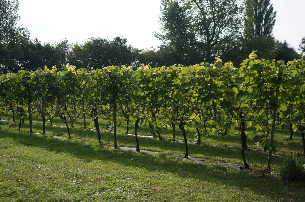 Skaarup. Foto Linn Johansen