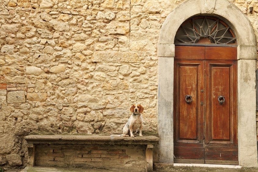 Toscana, hund