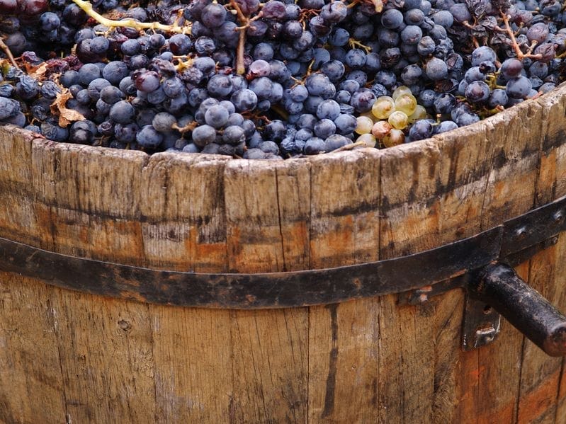 20294553 - harvesting grapes grapes inside a bucket