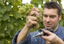 Weingut Philipp Kuhn – presisjon og terroir fra Pfalz