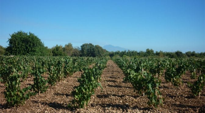 Montecarrubo-672x372