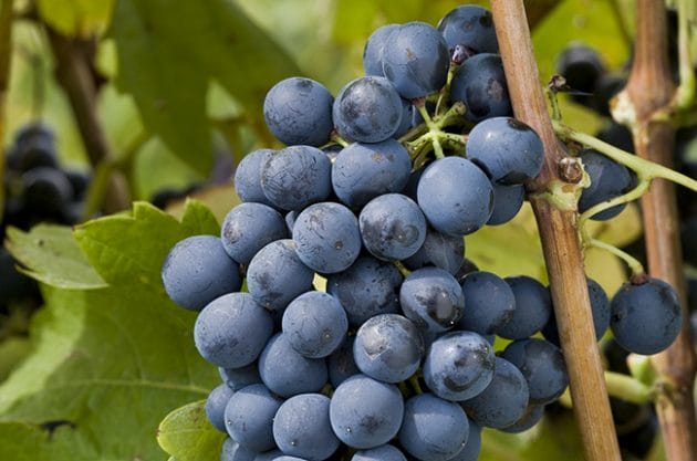 Syrah-Shiraz-630x417
