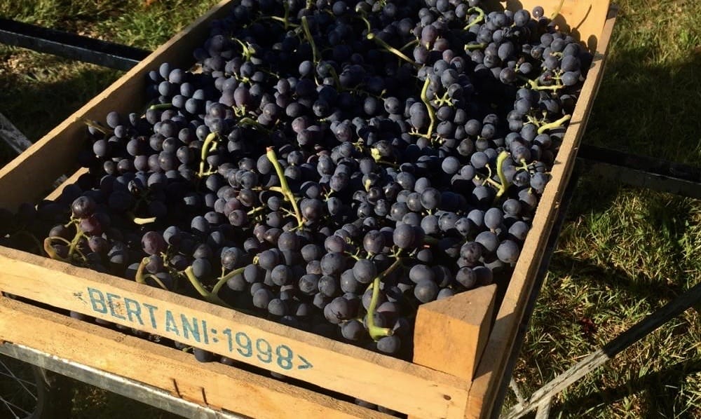 Produsent Cave G.B. Bertani