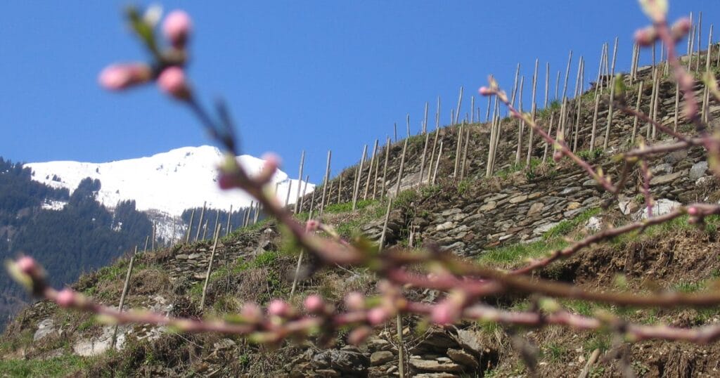 Dom. des Ardoisières