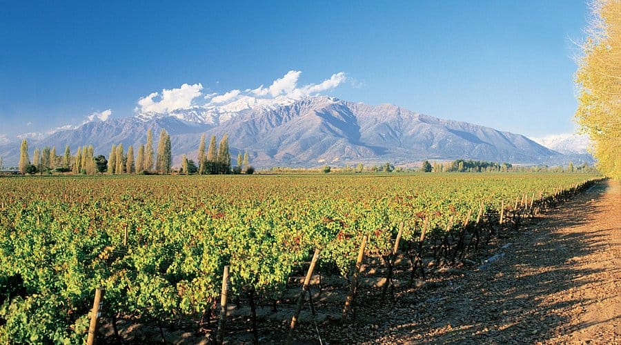 Viña Concha y Toro