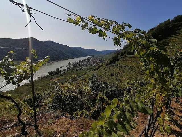 Domäne Wachau2