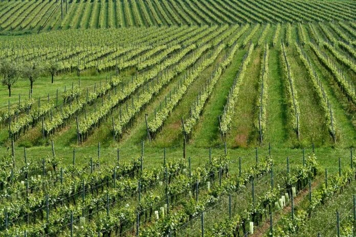 Franciacorta
